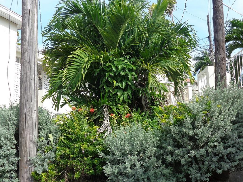 Bethel Court Guesthouse Montego Bay Exterior foto